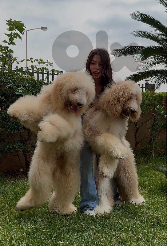 GIANT POODLE