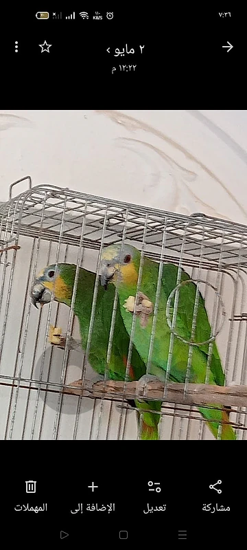 ببغاء عدد ٢