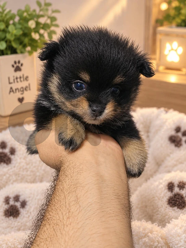Pomeranian Tea cup puppy for sale