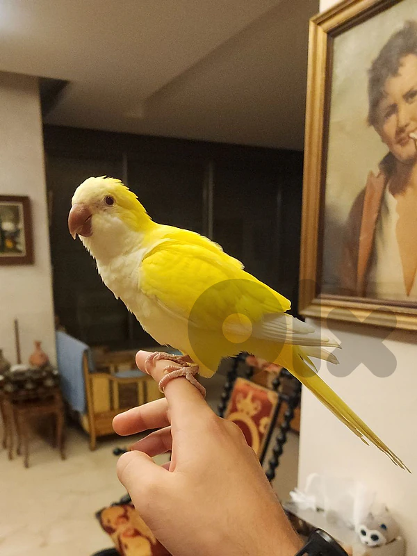 Friendly Tamed Quaker Parrot ببغاء كويكر