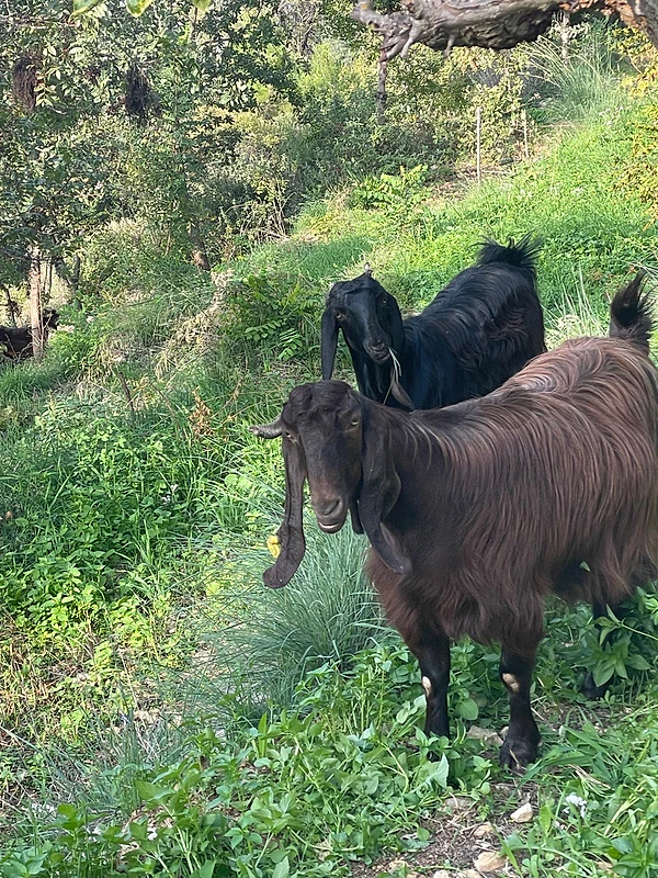 selective goats for sale