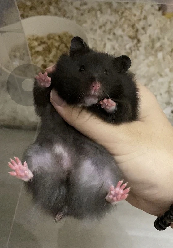 big fat black hamster 50$ with cage