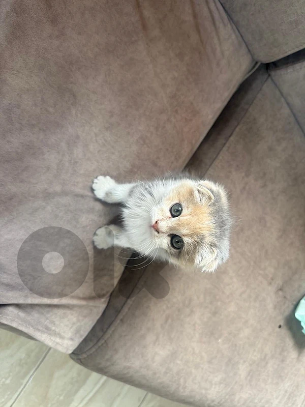 Adorable scottish kitten for sale