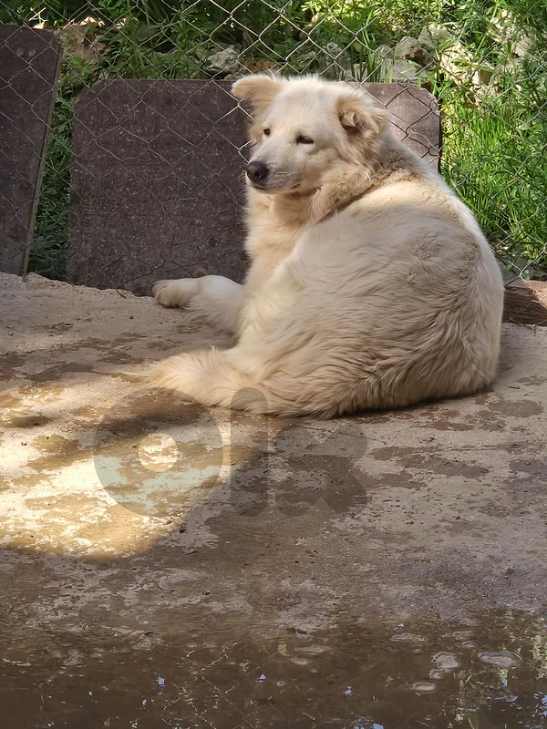 for adoption