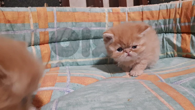 kitten cute
