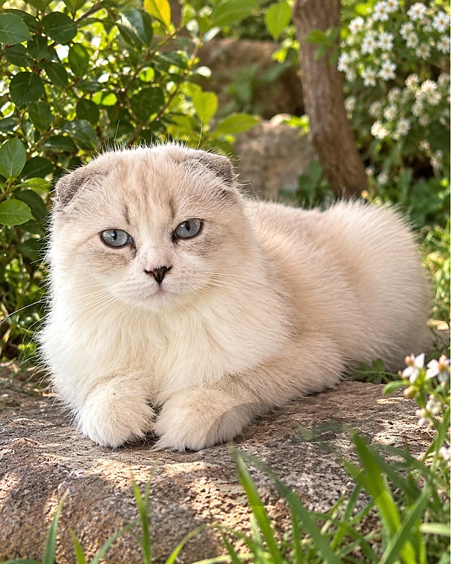 male ragdol  للتواصل واتساب 81686679