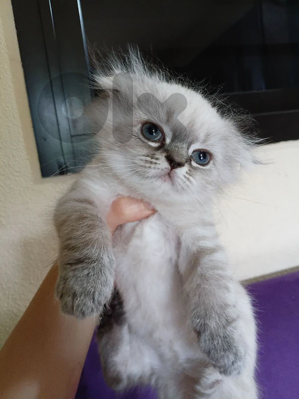 قط هملايا blue poibt عيونه زرق  عمره شهرين
