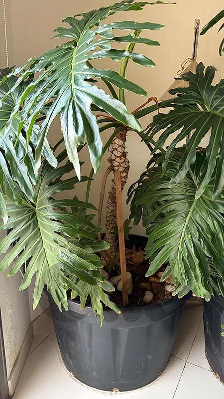 plant inside and outside