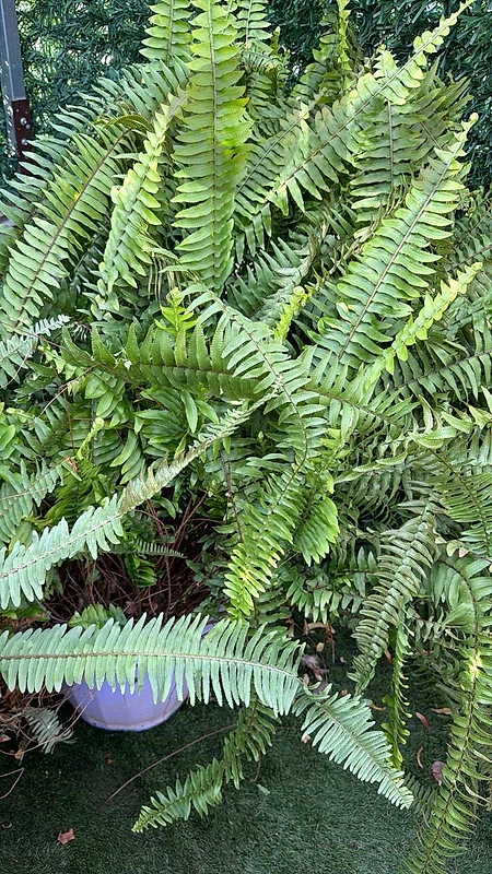 plant for house and garden