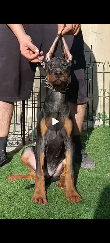 doberman europe