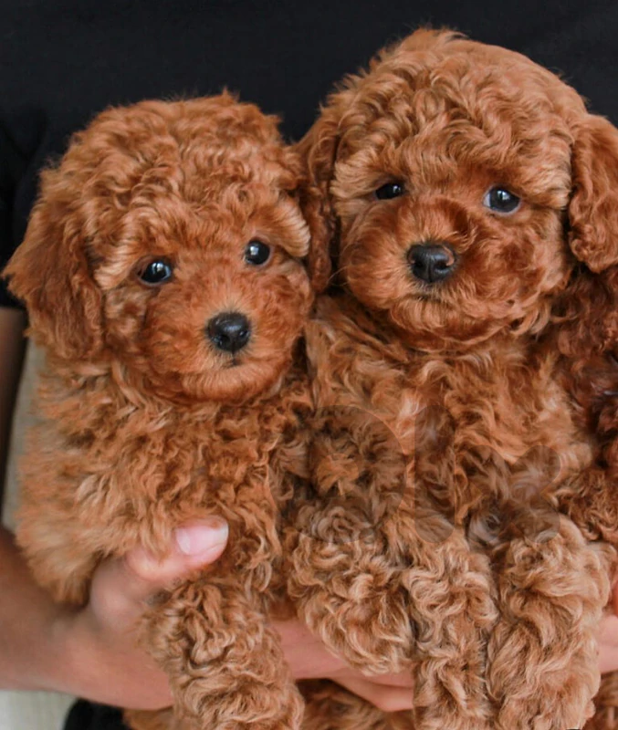 poodle toy