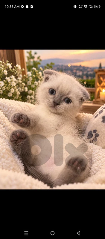 blue point kittens