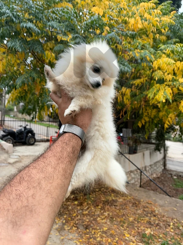 pomeranian