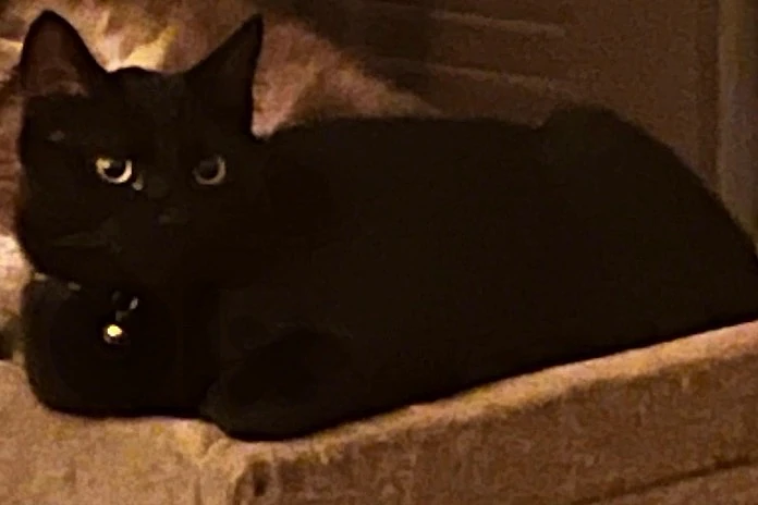 black cat