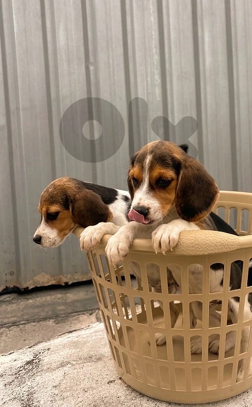 beagle puppies