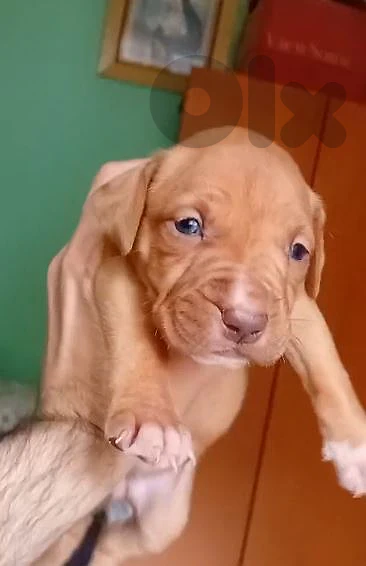 Pitbull Female