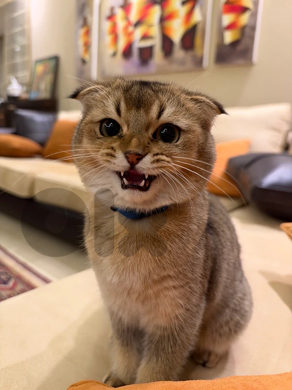 Imported Pure Breed Golden Chinchilla Male cat with passport