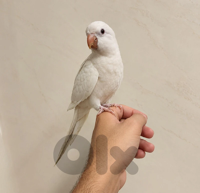 Friendly Tamed Quaker Parrot ببغاء كويكر