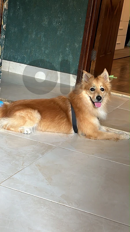 🐶 Adorable 8-Month-Old Pomeranian – Friendly, Smart & Full of Love!