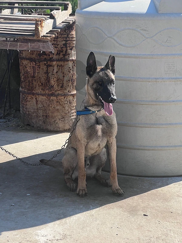 كلب مالينوا ذكر عمره سنة للبيع malinois