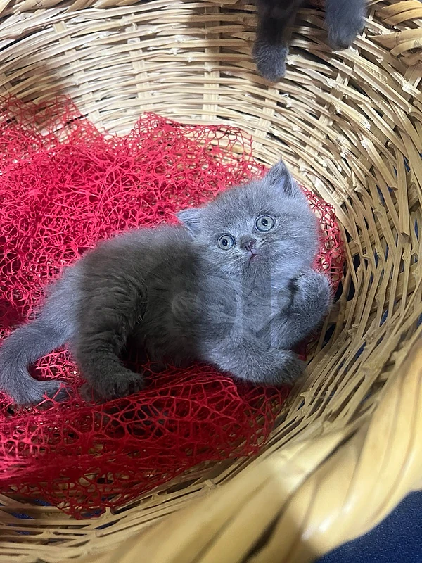 kittens pure  للتواصل واتساب 81686679