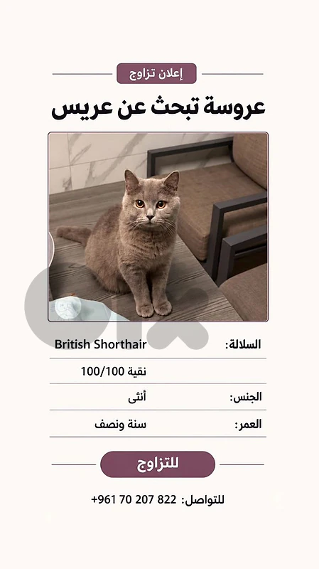 British Shorthair