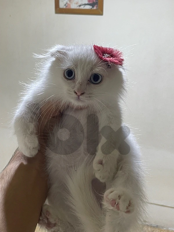 سكوتش