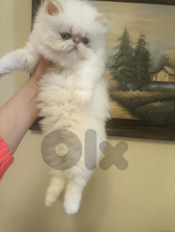 Persian pure peke face