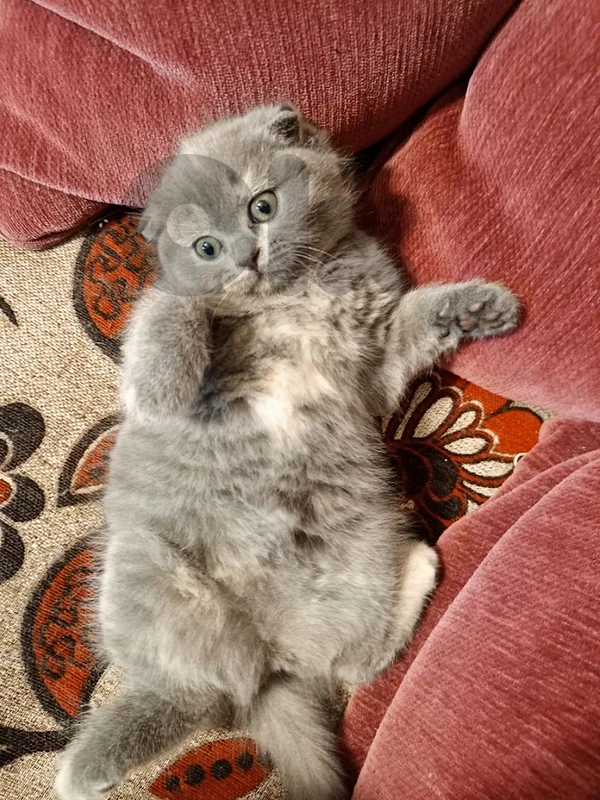 kitten female