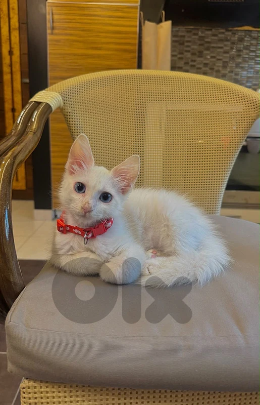 ice the cat with all his stuff litter box and bed and 2 toys