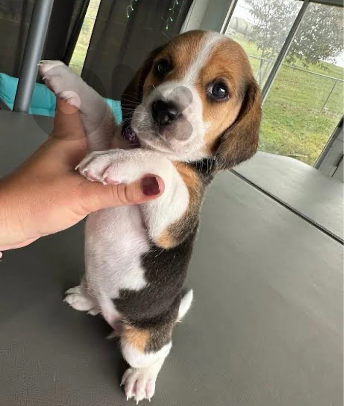 beagle