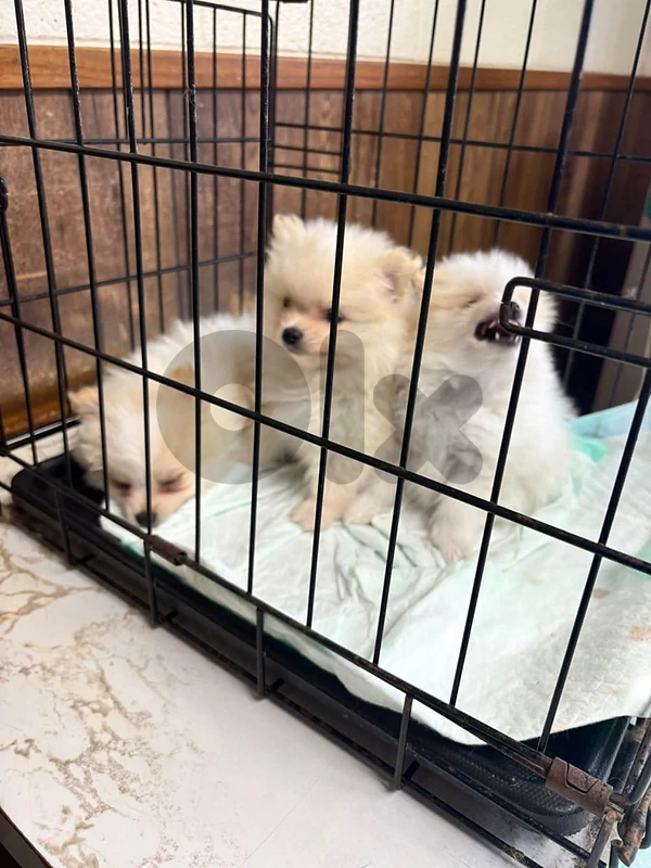 pomeranian for sale