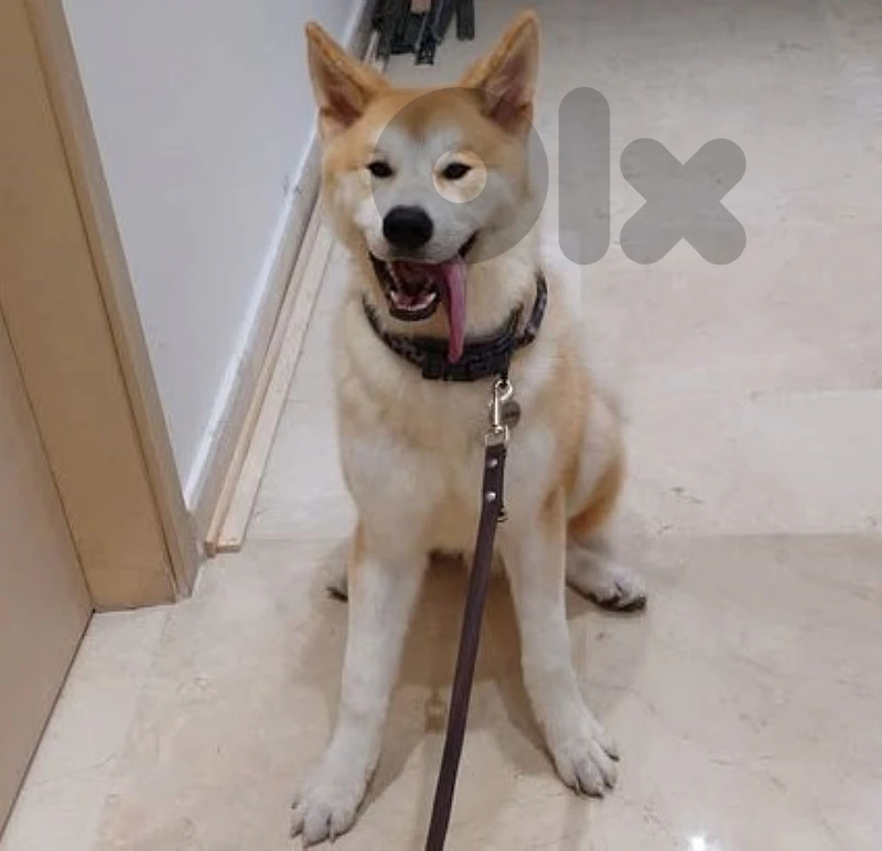 8 months Male Japanese Akita