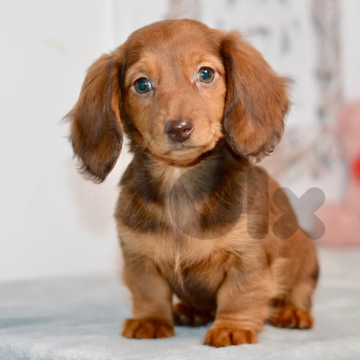 Longhair Dachshund Puppies