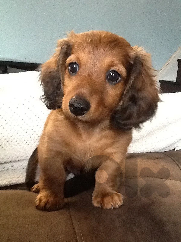 Special Dachshund Longhair Puppies in store