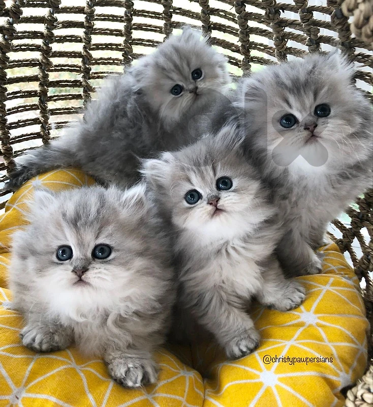 silver persian  للتواصل واتساب 81686679
