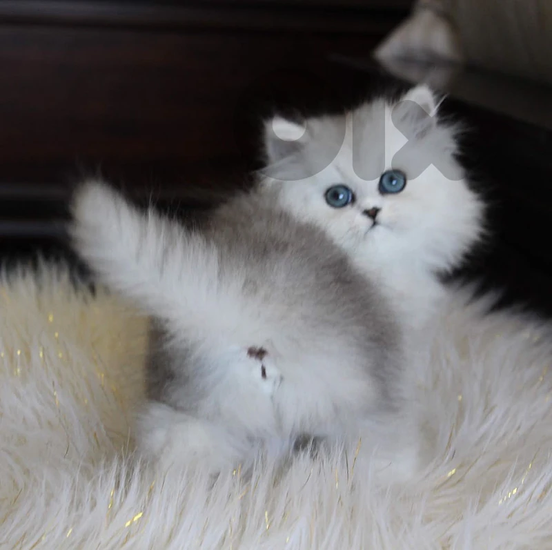 silver persian  للتواصل واتساب 81686679