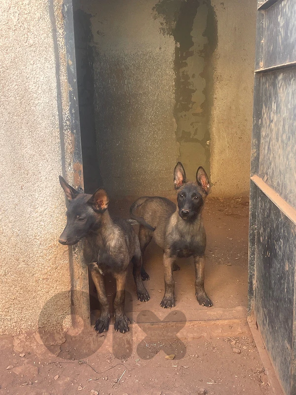 malinois puppies