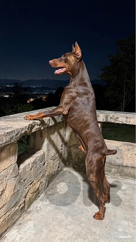 Euro Doberman FCI Pedigree Special Bloodline
