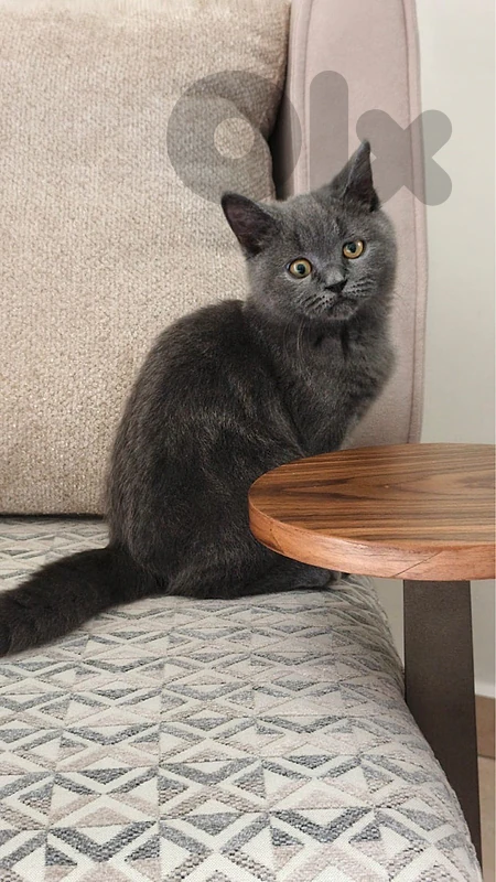 British Shorthair 120$
