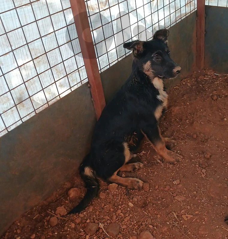 German Shepherd Malinois 4 Months