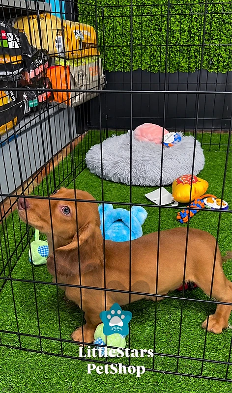 Gorgeous Dachshund long hair puppy AVAILABLE IN STORE & DELIVERY