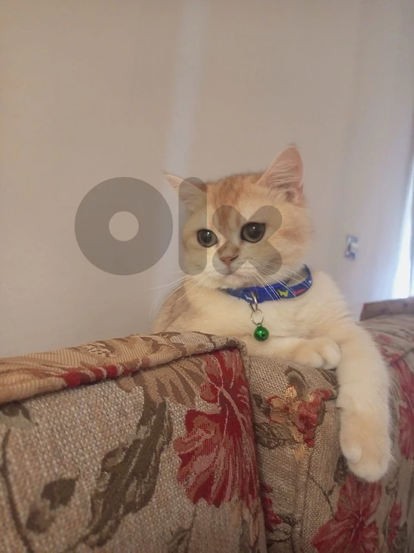 كولدين شانشيلا
