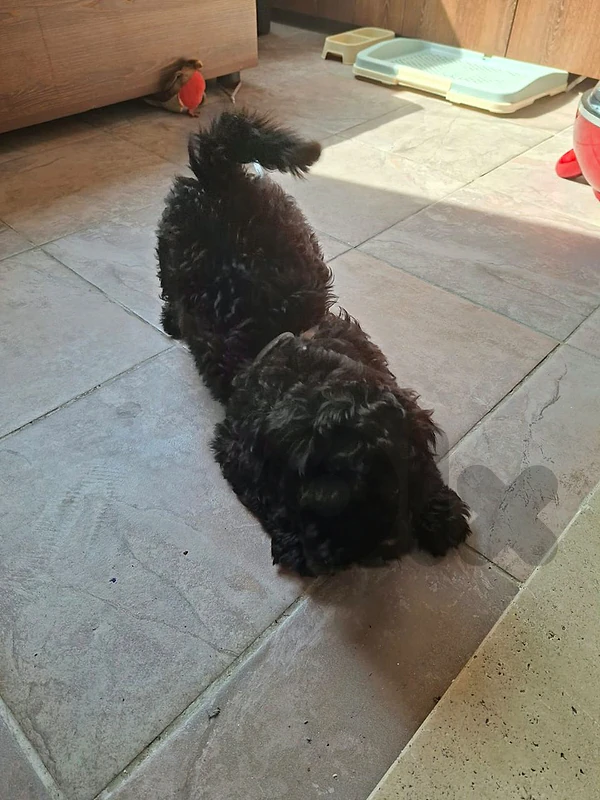 puppie
