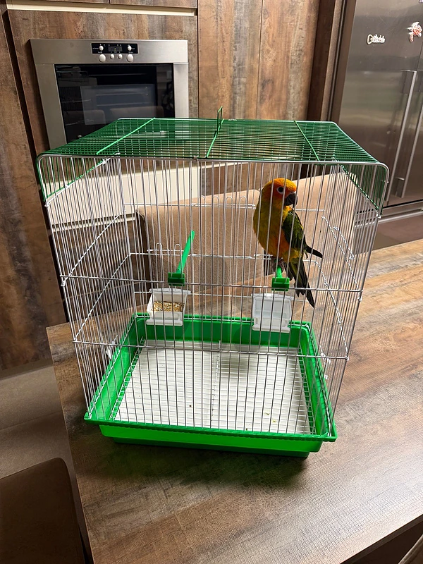 sun conure