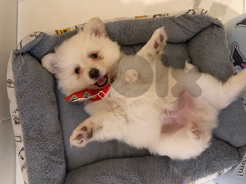 pomeranian lulu dog