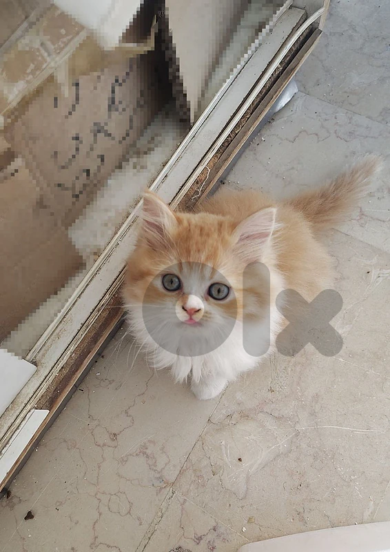 Himalayan Orange Fluffy Kitten