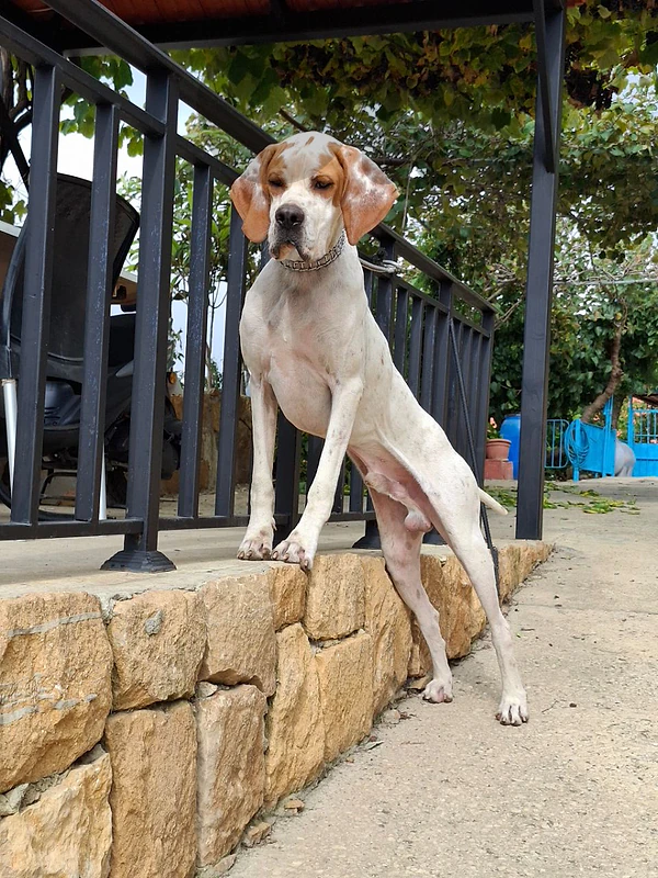 pointer / epagneul / pitbull