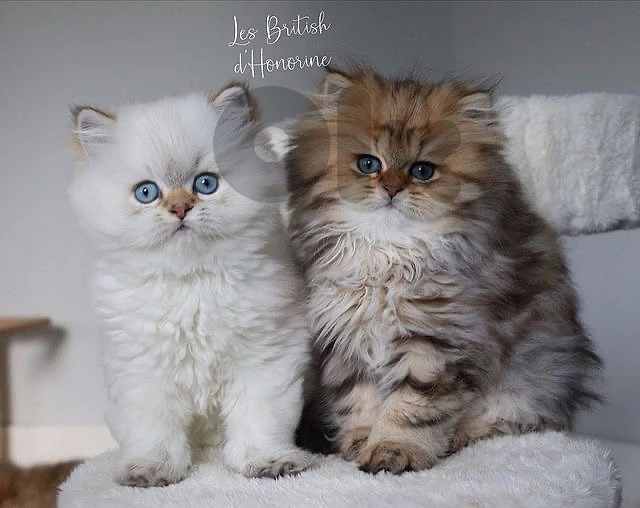 chanchilla kittens