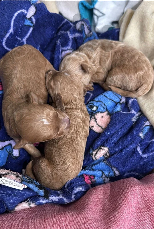Mini Maltipoo high quality